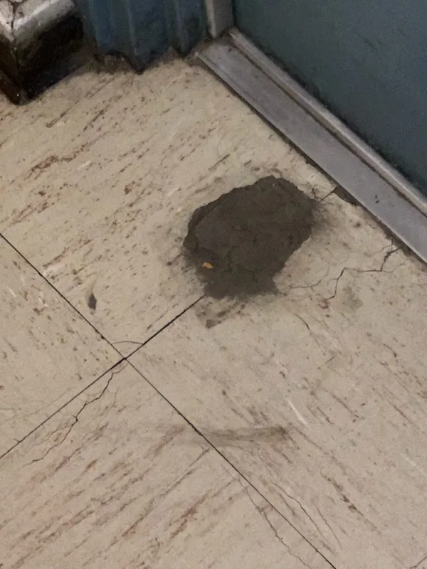asbestos in floor tiles
